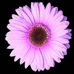 Meet your Posher, Paola